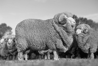 Extrafine (19.5 micron) Untreated Australian Merino