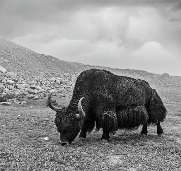 Dehaired Baby Yak