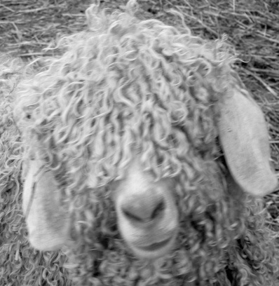 Kid Mohair