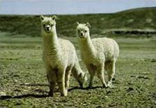 Alpaca Background Alpaca Background