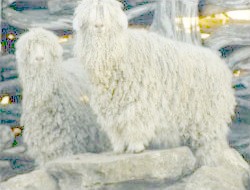 Mohair Background Mohair Background